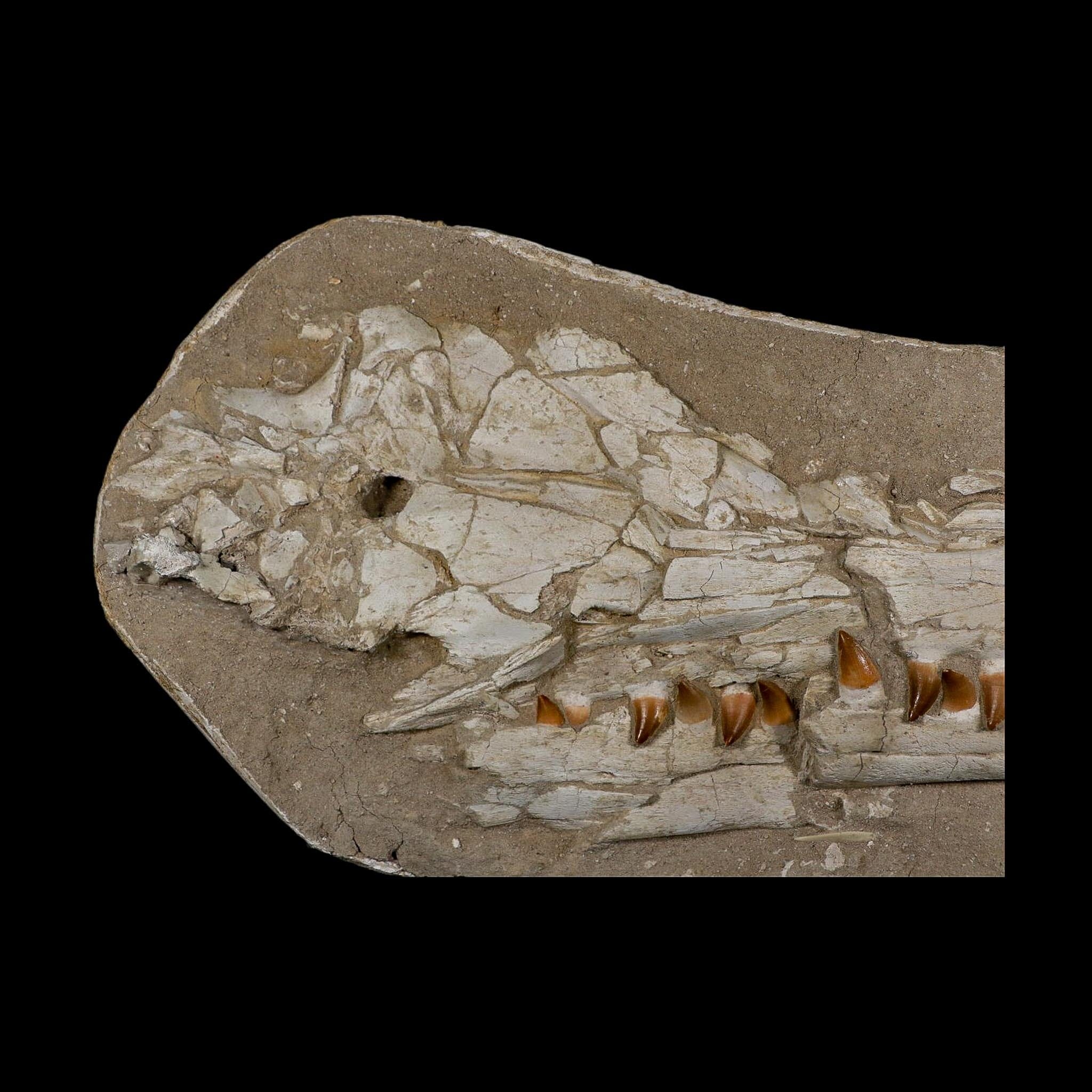 22" Mosasaur Prognathodon Fossil Skull Jaw Teeth Cretaceous Dinosaur Era COA - Fossil Age Minerals
