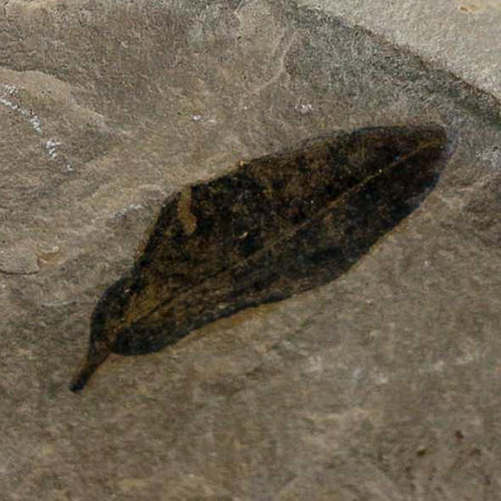 1.1" Detailed Persea Coriacea Fossil Plant Leaf Eocene Age Green River FM Utah
