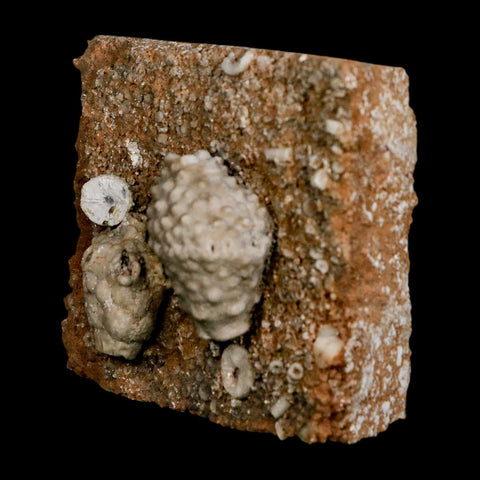 3.4" Actinocrinites Multiradiatus Crinoid Fossil Mississippian Age Burlington, Iowa - Fossil Age Minerals