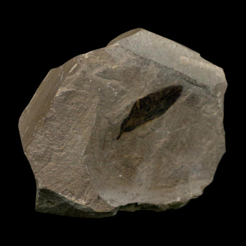 1.1" Detailed Persea Coriacea Fossil Plant Leaf Eocene Age Green River FM Utah - Fossil Age Minerals