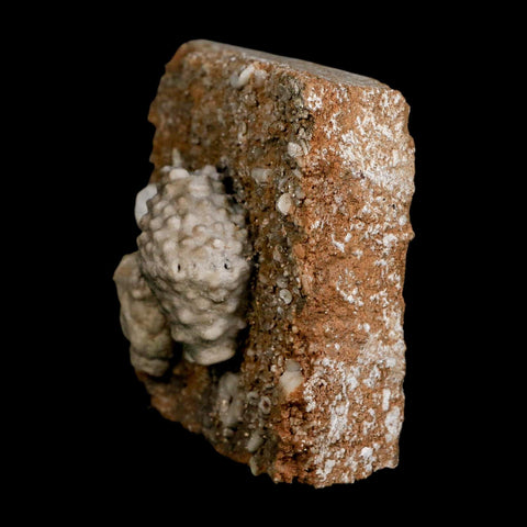 3.4" Actinocrinites Multiradiatus Crinoid Fossil Mississippian Age Burlington, Iowa - Fossil Age Minerals