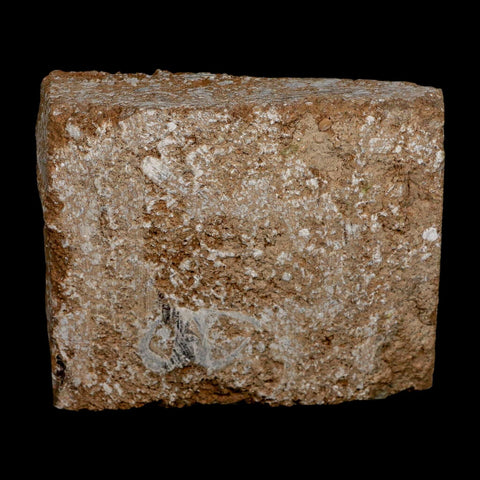 3.4" Actinocrinites Multiradiatus Crinoid Fossil Mississippian Age Burlington, Iowa - Fossil Age Minerals