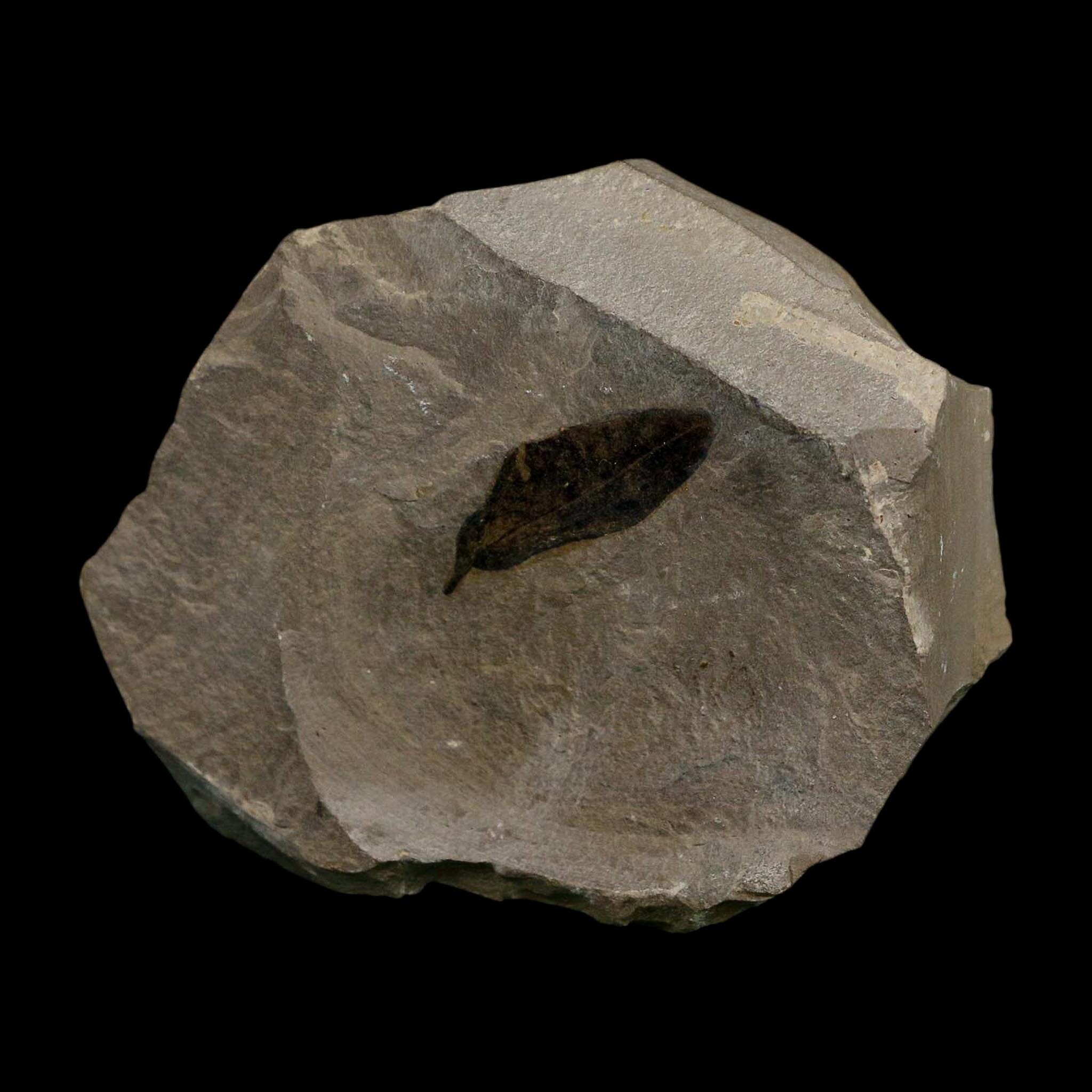 1.1" Detailed Persea Coriacea Fossil Plant Leaf Eocene Age Green River FM Utah - Fossil Age Minerals