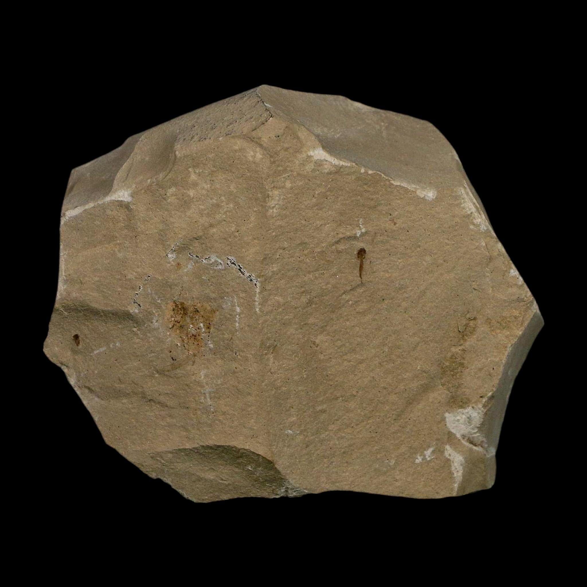 1.1" Detailed Persea Coriacea Fossil Plant Leaf Eocene Age Green River FM Utah - Fossil Age Minerals