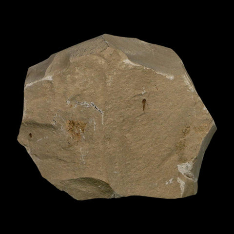 1.1" Detailed Persea Coriacea Fossil Plant Leaf Eocene Age Green River FM Utah - Fossil Age Minerals