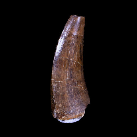 1" Tyrannosaurus Rex Fossil Serrated Tooth Dinosaur Hell Creek FM MT COA Display - Fossil Age Minerals