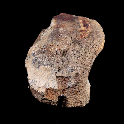 4.1" Triceratops Fossil Vertebrae Bone Hell Creek Cretaceous Dinosaur MT COA Stand - Fossil Age Minerals