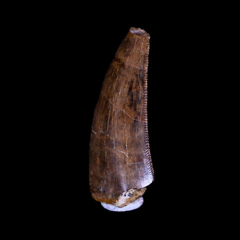 1" Tyrannosaurus Rex Fossil Serrated Tooth Dinosaur Hell Creek FM MT COA Display - Fossil Age Minerals
