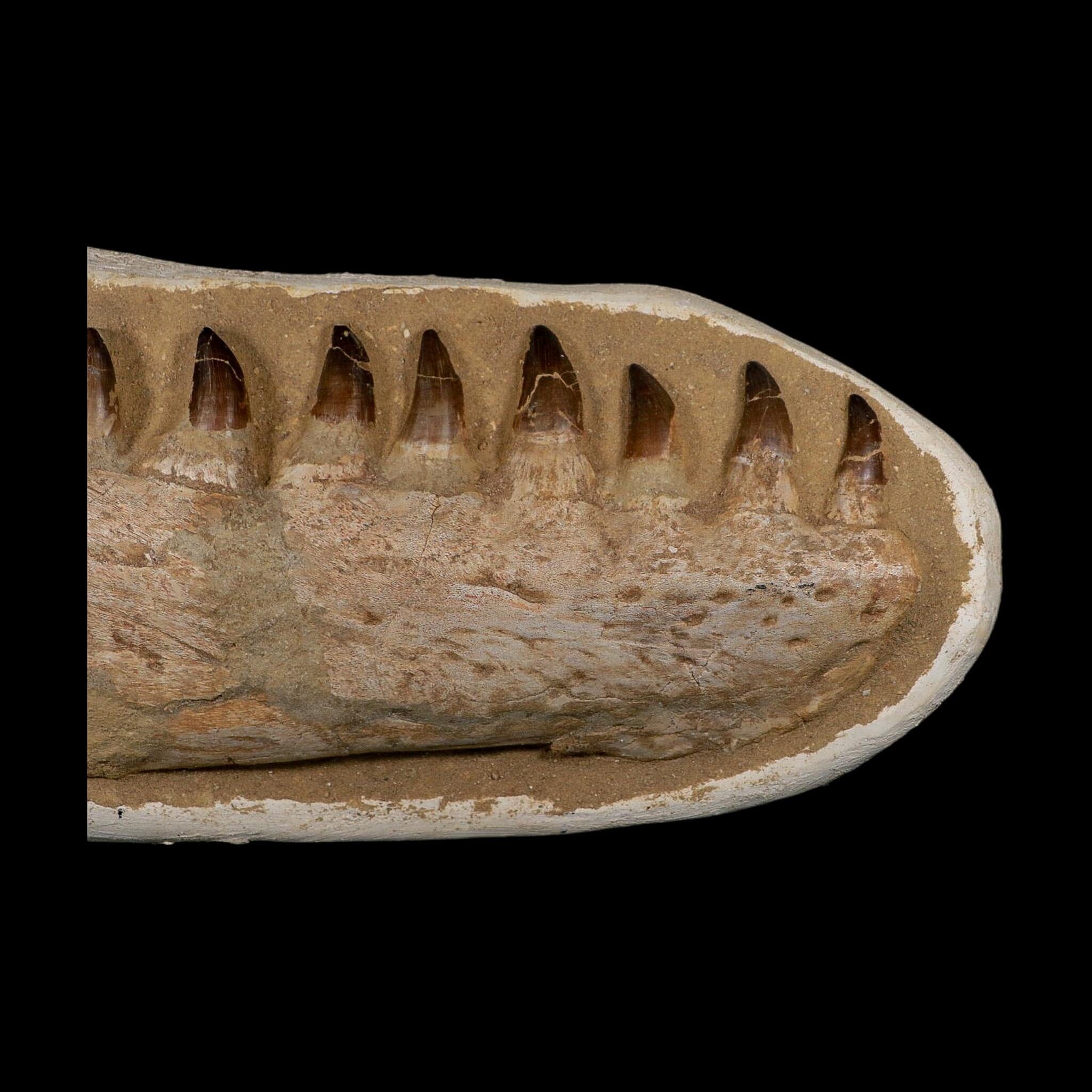 19.5" Mosasaur Prognathodon Fossil Jaw Section Teeth Cretaceous Dinosaur Era COA - Fossil Age Minerals