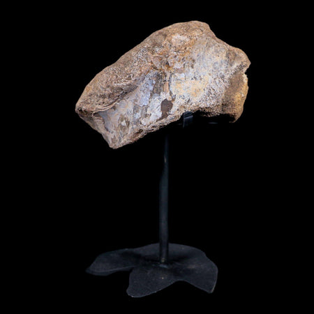3.7" Allosaurus Fossil Vertebrae Bone Morrison FM CO Jurassic Dinosaur COA Stand