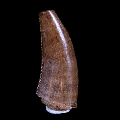 1" Tyrannosaurus Rex Fossil Serrated Tooth Dinosaur Hell Creek FM MT COA Display - Fossil Age Minerals