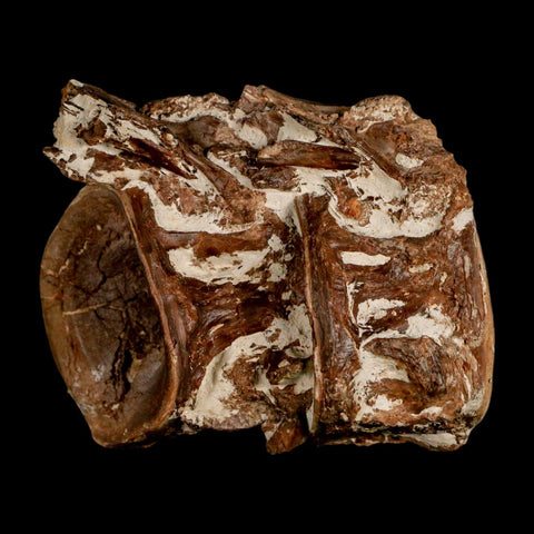 2.8" Ichthyodectes Fish Fossil Vertebrae Late Cretaceous Era Niobrara Formation Kansas - Fossil Age Minerals