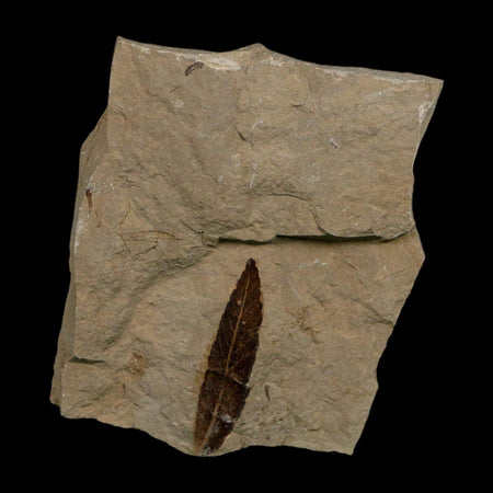 1.4" Detailed Cedrelospermum Nervosum Fossil Plant Leaf Eocene Age Green River FM UT