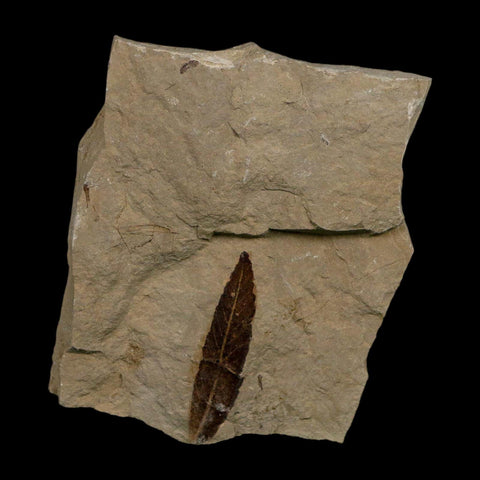 1.4" Detailed Cedrelospermum Nervosum Fossil Plant Leaf Eocene Age Green River FM UT - Fossil Age Minerals