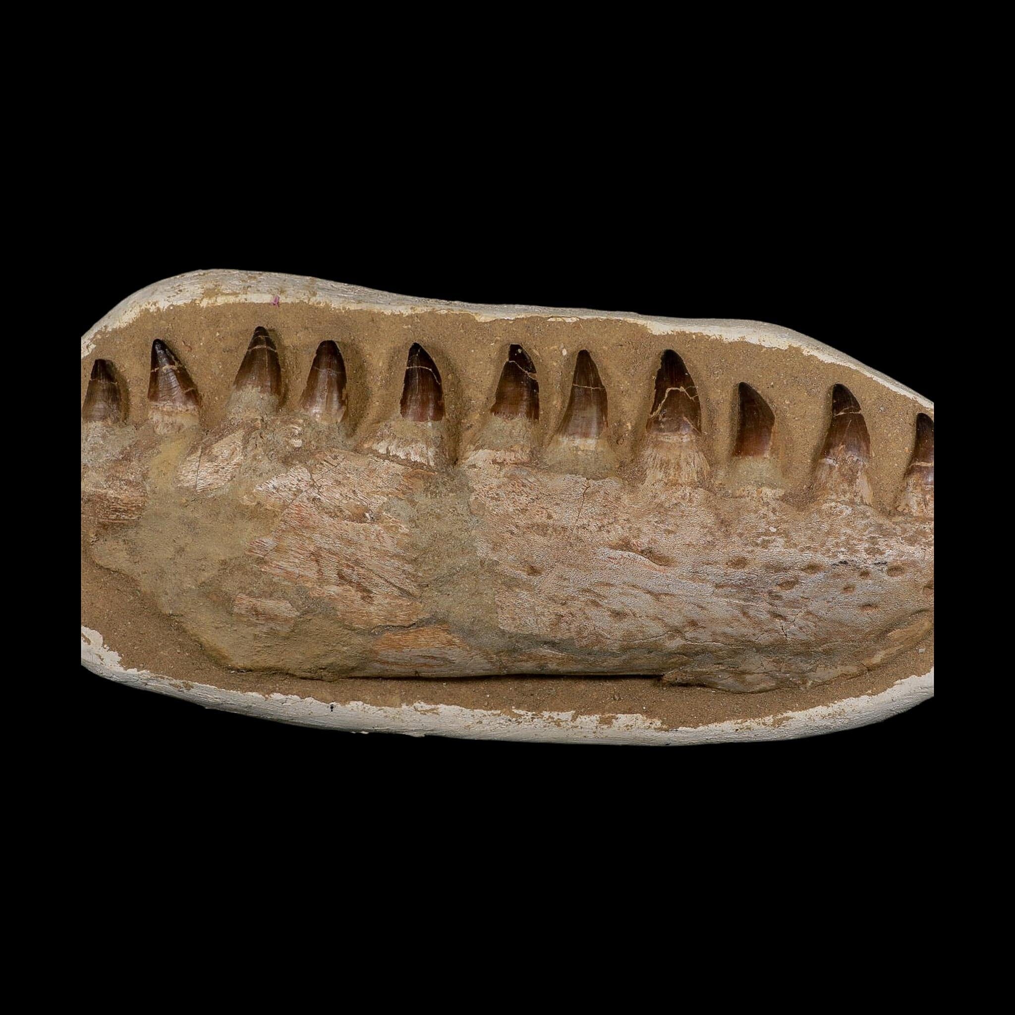 19.5" Mosasaur Prognathodon Fossil Jaw Section Teeth Cretaceous Dinosaur Era COA - Fossil Age Minerals