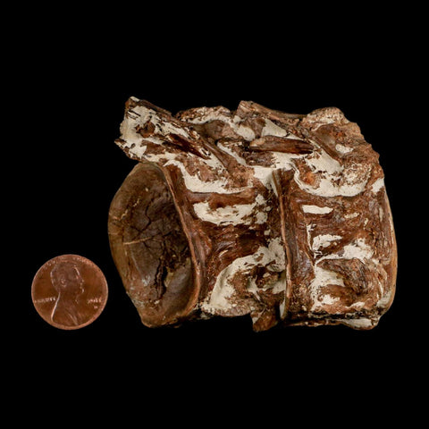 2.8" Ichthyodectes Fish Fossil Vertebrae Late Cretaceous Era Niobrara Formation Kansas - Fossil Age Minerals