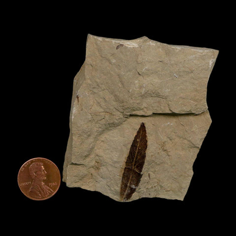 1.4" Detailed Cedrelospermum Nervosum Fossil Plant Leaf Eocene Age Green River FM UT - Fossil Age Minerals