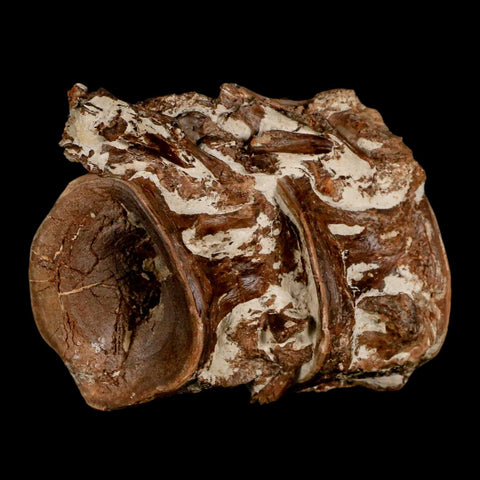 2.8" Ichthyodectes Fish Fossil Vertebrae Late Cretaceous Era Niobrara Formation Kansas - Fossil Age Minerals