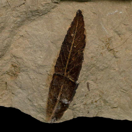 1.4" Detailed Cedrelospermum Nervosum Fossil Plant Leaf Eocene Age Green River FM UT