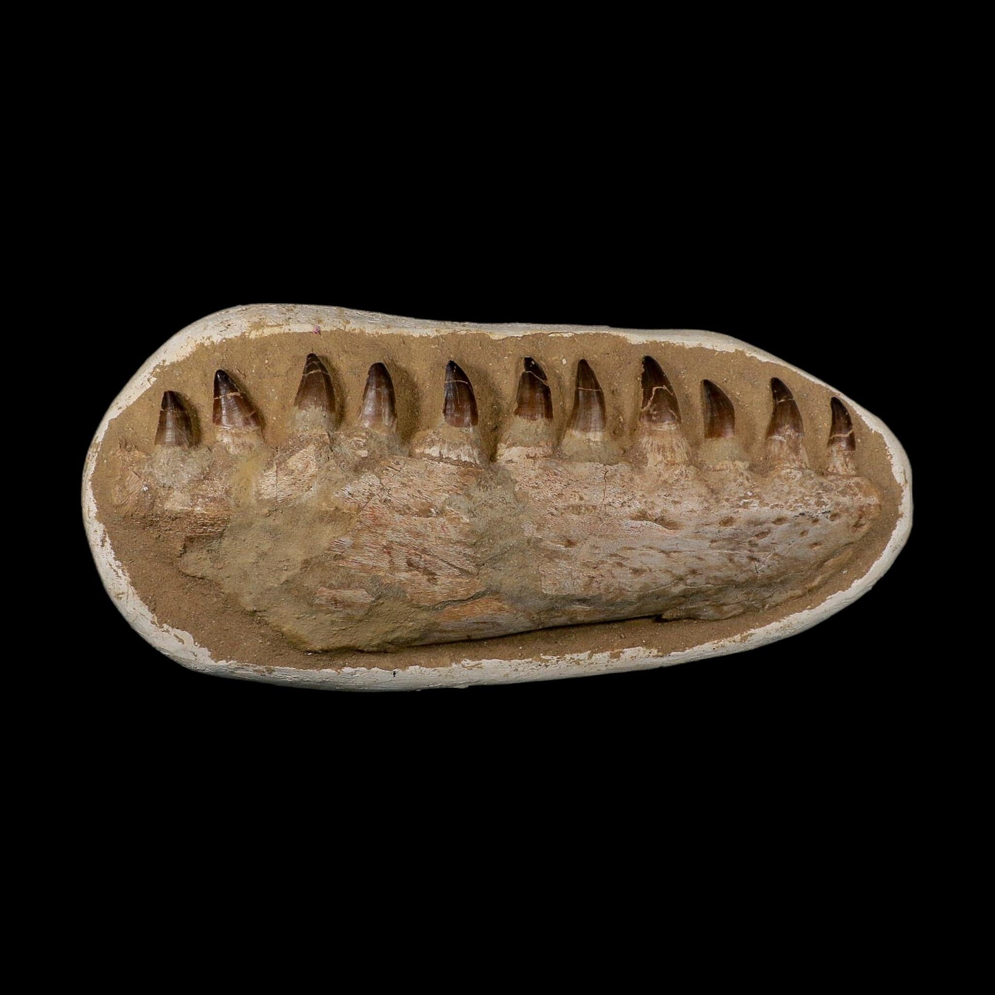 19.5" Mosasaur Prognathodon Fossil Jaw Section Teeth Cretaceous Dinosaur Era COA - Fossil Age Minerals