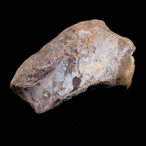 3.7" Allosaurus Fossil Vertebrae Bone Morrison FM CO Jurassic Dinosaur COA Stand - Fossil Age Minerals