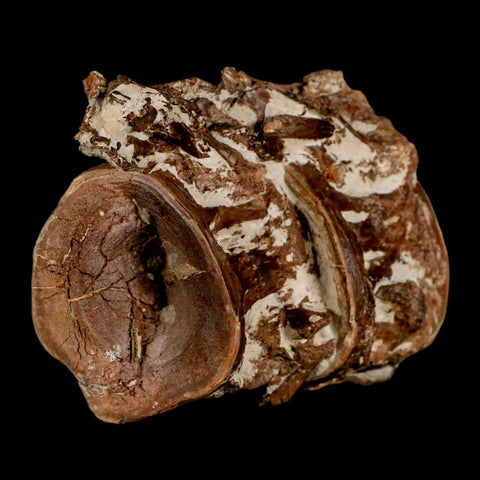 2.8" Ichthyodectes Fish Fossil Vertebrae Late Cretaceous Era Niobrara Formation Kansas - Fossil Age Minerals