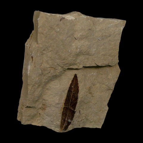 1.4" Detailed Cedrelospermum Nervosum Fossil Plant Leaf Eocene Age Green River FM UT - Fossil Age Minerals