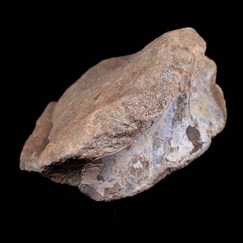 3.7" Allosaurus Fossil Vertebrae Bone Morrison FM CO Jurassic Dinosaur COA Stand - Fossil Age Minerals