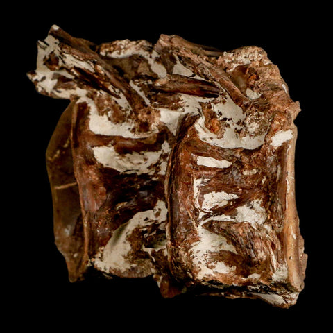 2.8" Ichthyodectes Fish Fossil Vertebrae Late Cretaceous Era Niobrara Formation Kansas - Fossil Age Minerals