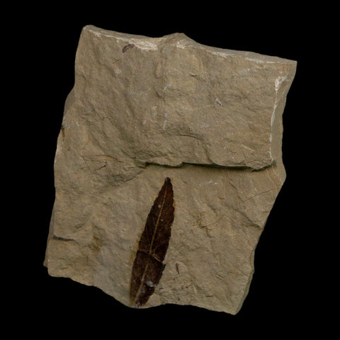 1.4" Detailed Cedrelospermum Nervosum Fossil Plant Leaf Eocene Age Green River FM UT - Fossil Age Minerals