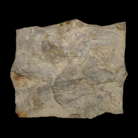1.4" Detailed Cedrelospermum Nervosum Fossil Plant Leaf Eocene Age Green River FM UT - Fossil Age Minerals
