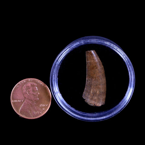 1" Tyrannosaurus Rex Fossil Serrated Tooth Dinosaur Hell Creek FM MT COA Display - Fossil Age Minerals