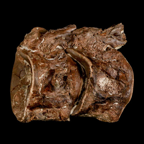 2.8" Ichthyodectes Fish Fossil Vertebrae Late Cretaceous Era Niobrara Formation Kansas - Fossil Age Minerals