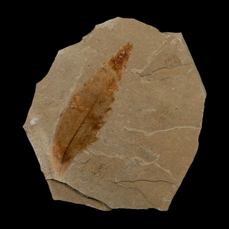 1.9" Detailed Rhus Nigricans Sumac Fossil Plant Leaf Eocene Age Green River UT