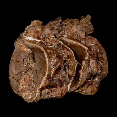 2.8" Ichthyodectes Fish Fossil Vertebrae Late Cretaceous Era Niobrara Formation Kansas - Fossil Age Minerals