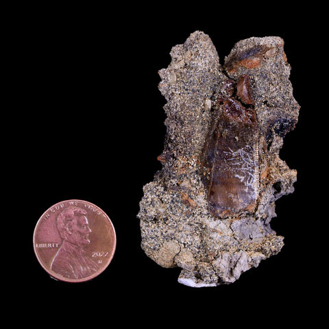 2.2" Nanotyrannus Tyrannosaurus Fossil Tooth in Matrix Dinosaur Lance Creek WY COA - Fossil Age Minerals