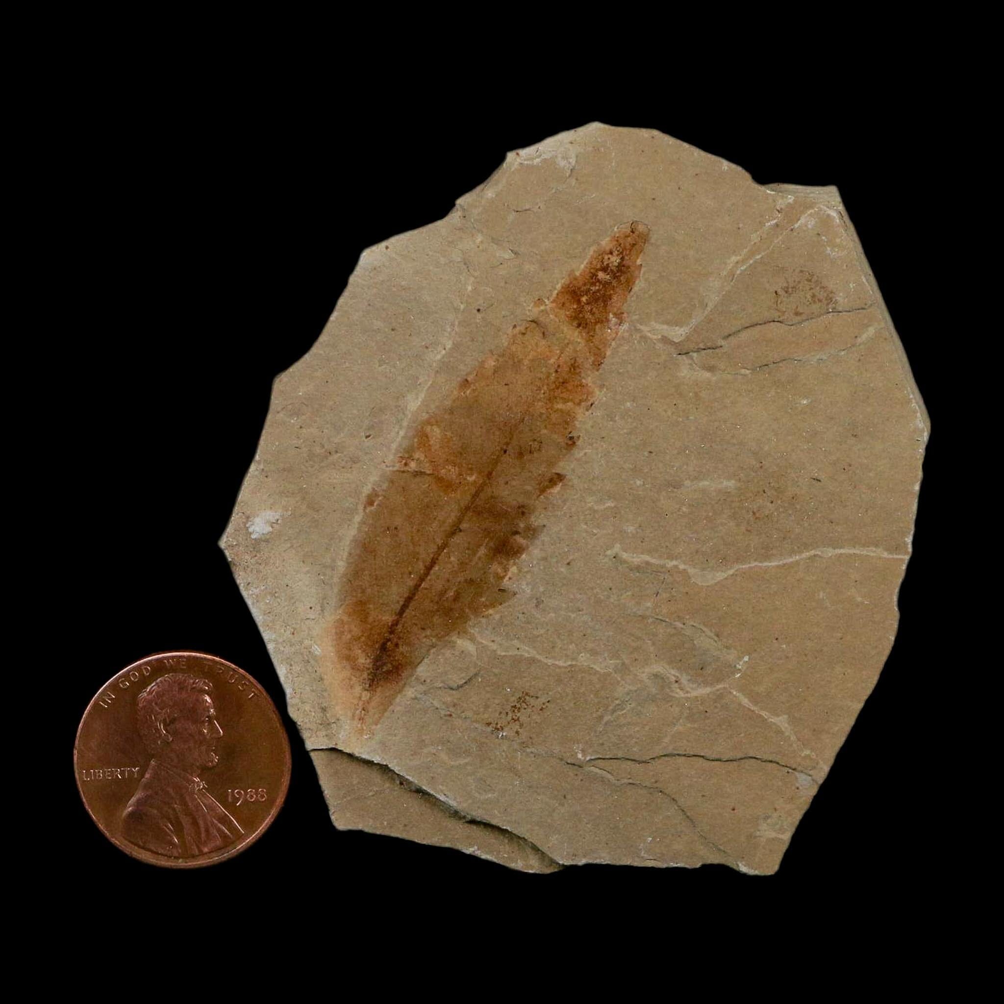 1.9" Detailed Rhus Nigricans Sumac Fossil Plant Leaf Eocene Age Green River UT - Fossil Age Minerals