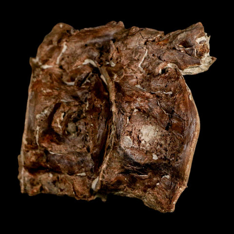2.8" Ichthyodectes Fish Fossil Vertebrae Late Cretaceous Era Niobrara Formation Kansas - Fossil Age Minerals