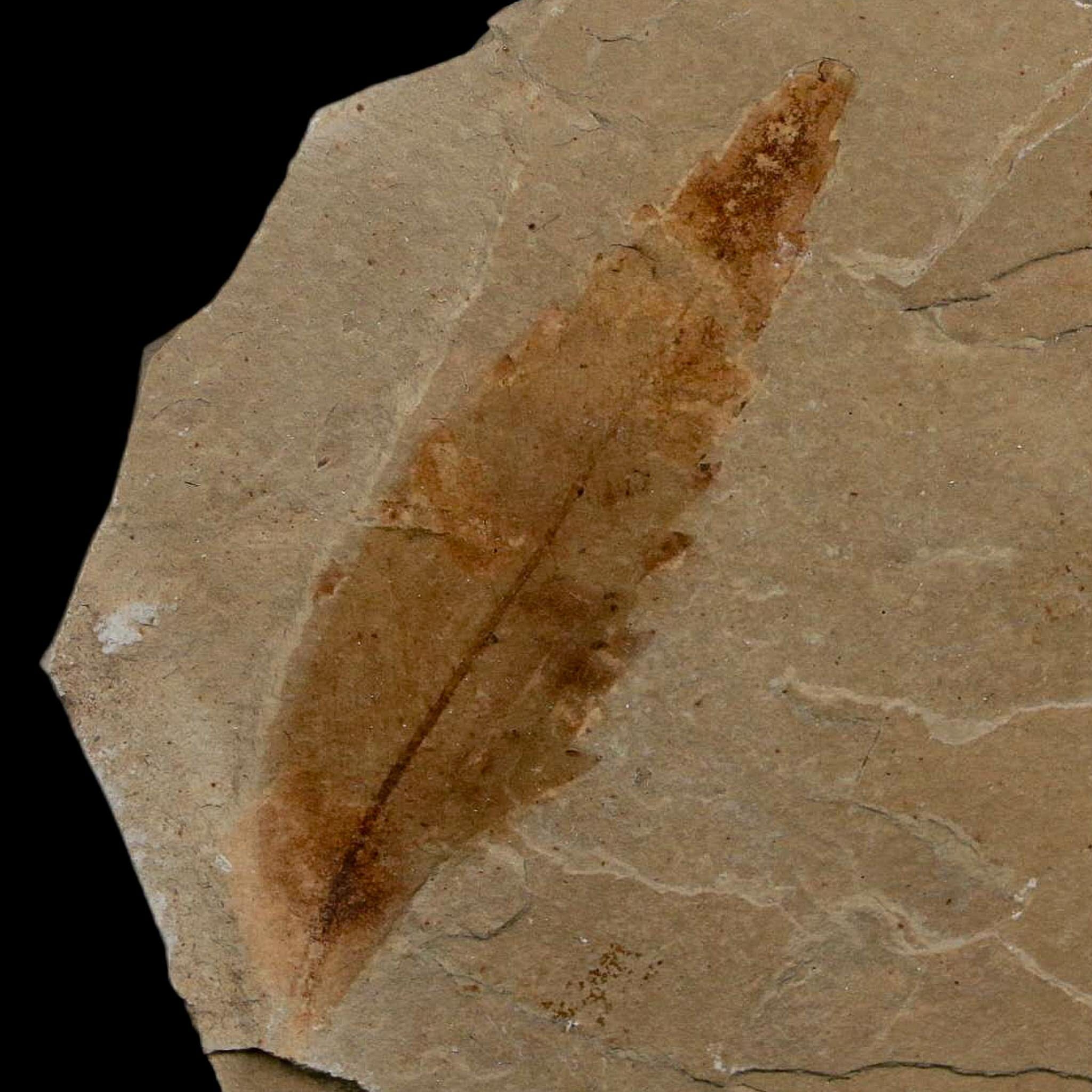 1.9" Detailed Rhus Nigricans Sumac Fossil Plant Leaf Eocene Age Green River UT - Fossil Age Minerals