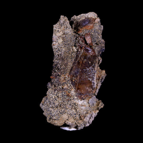 2.2" Nanotyrannus Tyrannosaurus Fossil Tooth in Matrix Dinosaur Lance Creek WY COA - Fossil Age Minerals