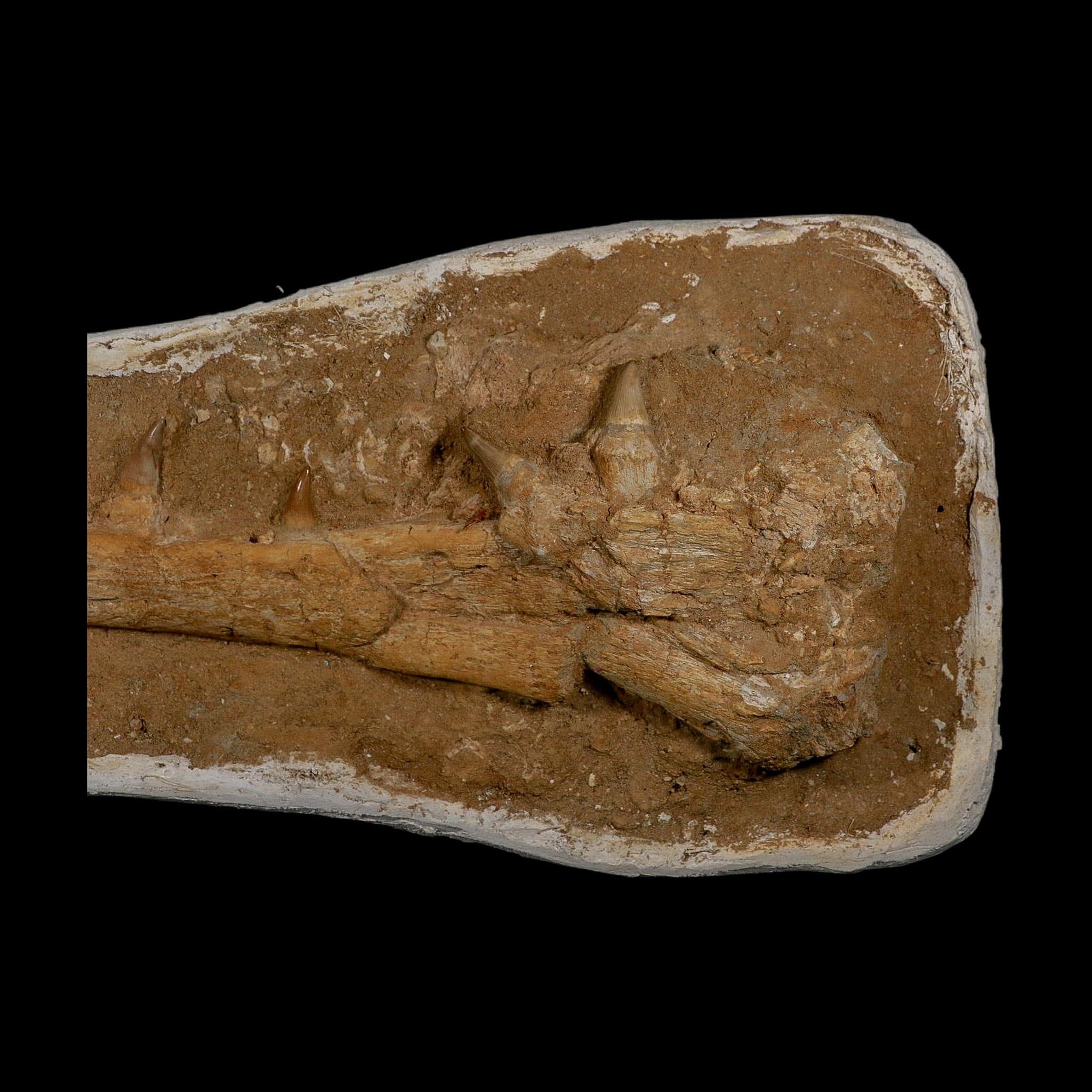 18.9" Mosasaur Platecarpus Fossil Jaw Section Teeth Cretaceous Dinosaur Era COA - Fossil Age Minerals