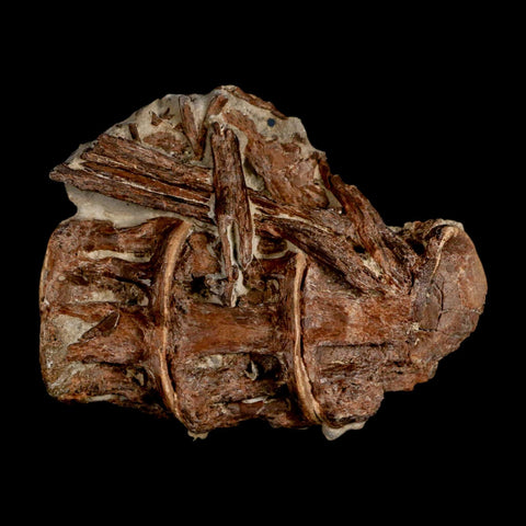 2.9" Ichthyodectes Fish Fossil Vertebrae Late Cretaceous Era Niobrara Formation Kansas - Fossil Age Minerals