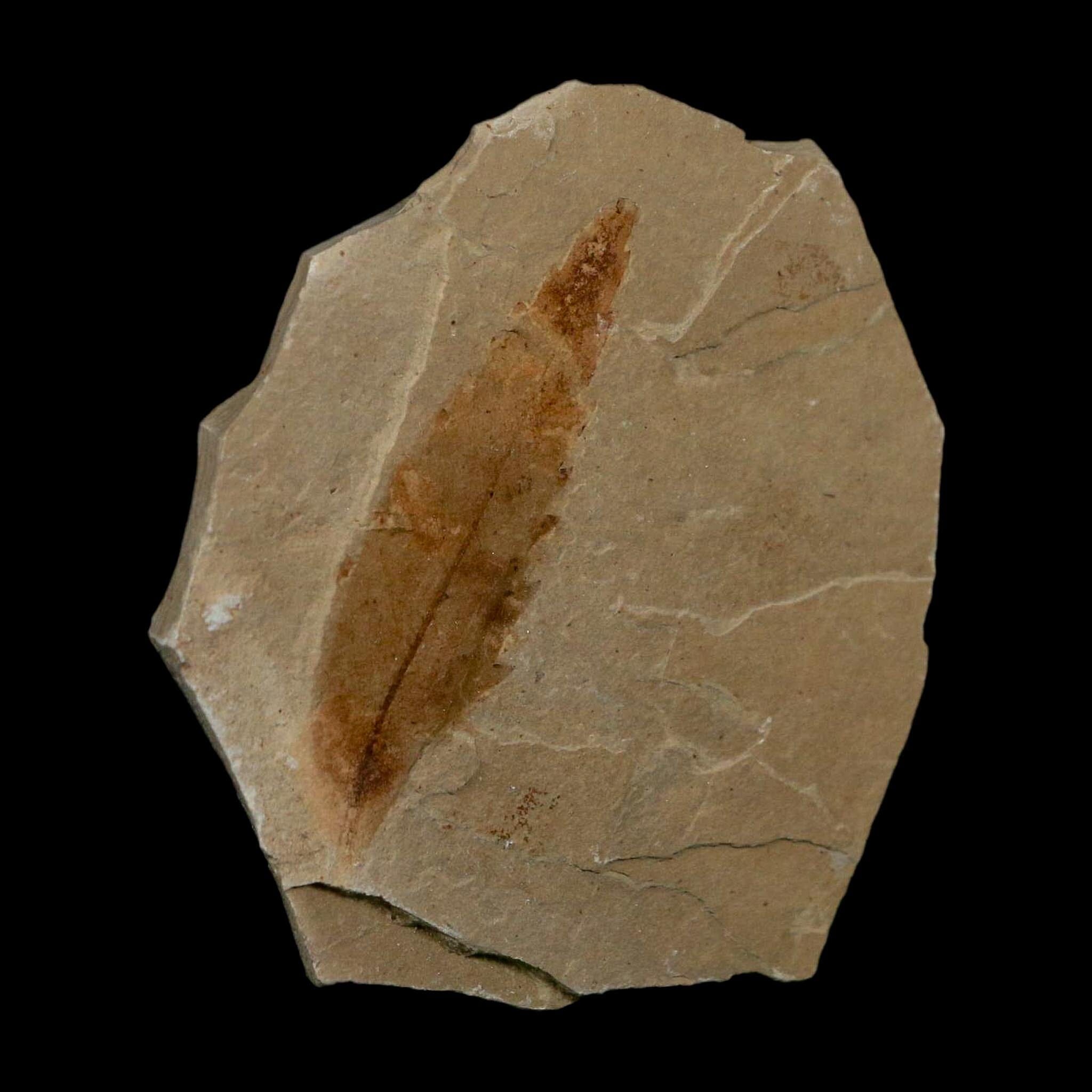 1.9" Detailed Rhus Nigricans Sumac Fossil Plant Leaf Eocene Age Green River UT - Fossil Age Minerals