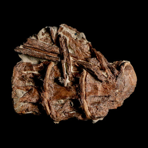 2.9" Ichthyodectes Fish Fossil Vertebrae Late Cretaceous Era Niobrara Formation Kansas - Fossil Age Minerals