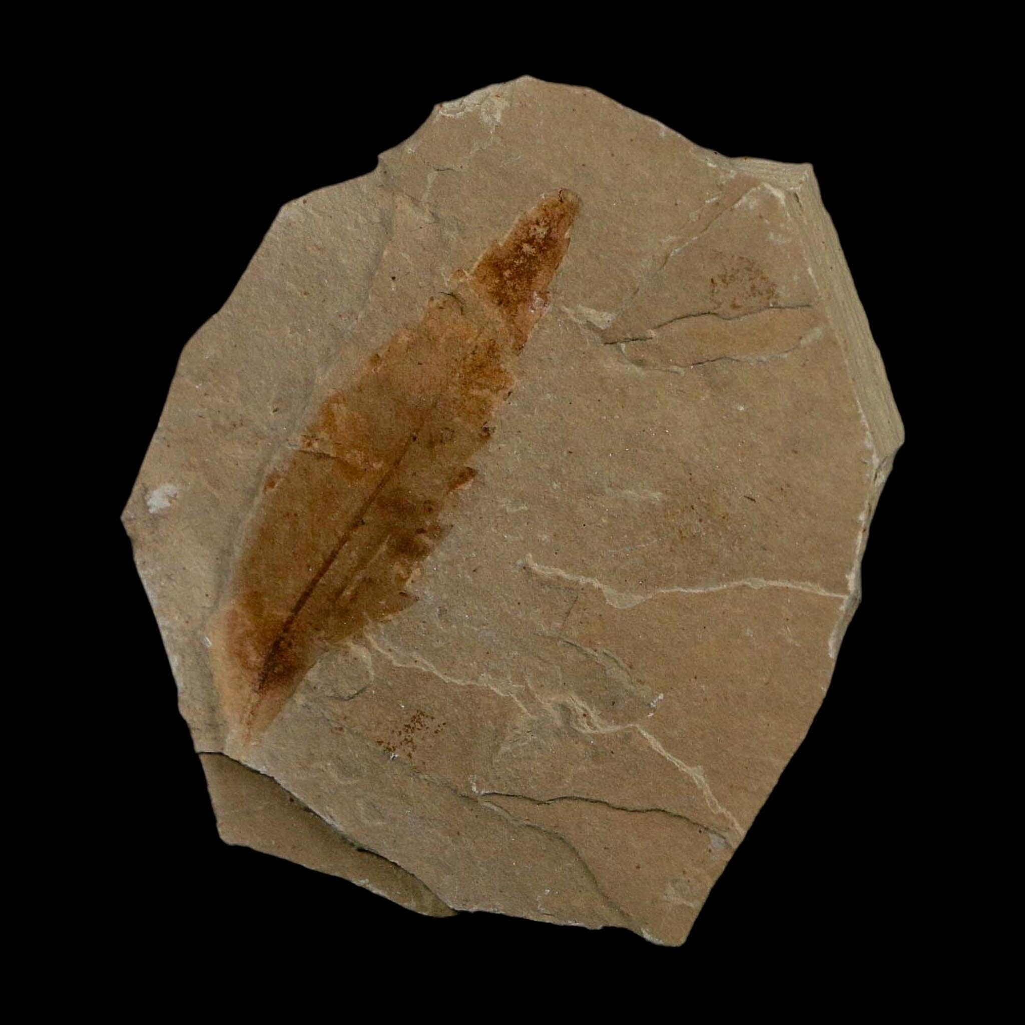 1.9" Detailed Rhus Nigricans Sumac Fossil Plant Leaf Eocene Age Green River UT - Fossil Age Minerals