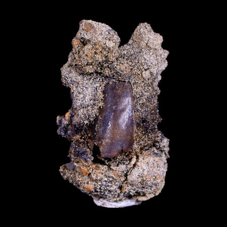 2.2" Nanotyrannus Tyrannosaurus Fossil Tooth in Matrix Dinosaur Lance Creek WY COA