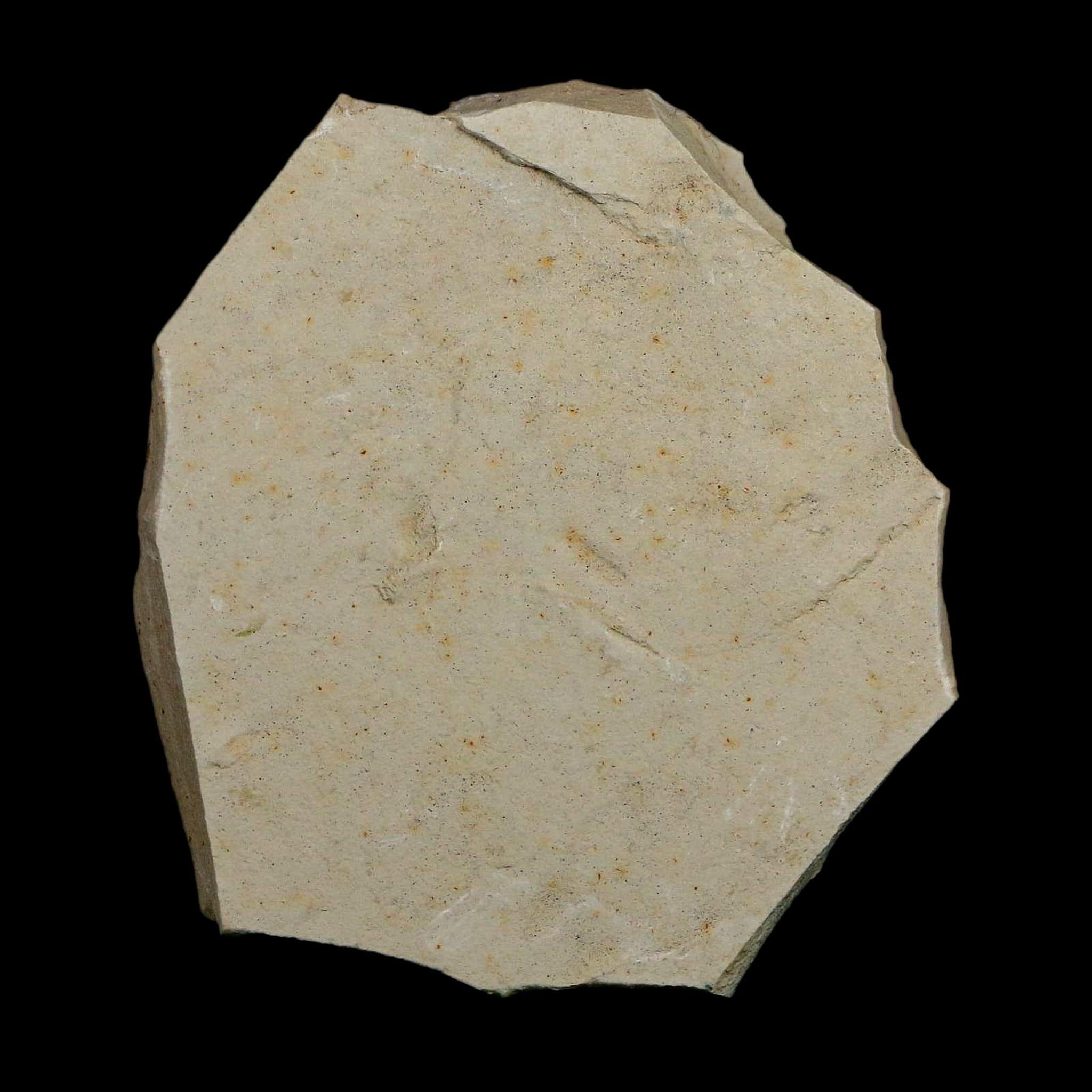 1.9" Detailed Rhus Nigricans Sumac Fossil Plant Leaf Eocene Age Green River UT - Fossil Age Minerals
