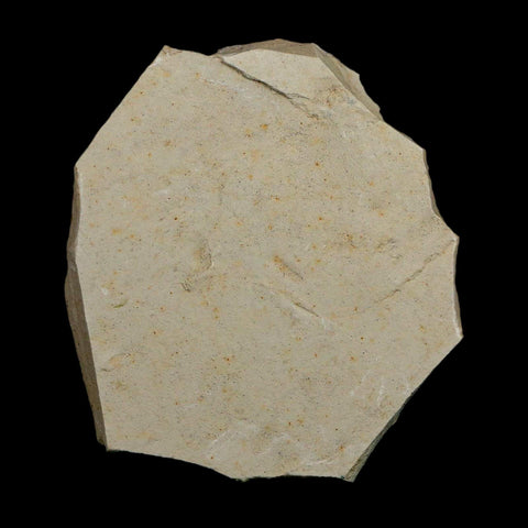 1.9" Detailed Rhus Nigricans Sumac Fossil Plant Leaf Eocene Age Green River UT - Fossil Age Minerals