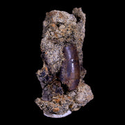 2.2" Nanotyrannus Tyrannosaurus Fossil Tooth in Matrix Dinosaur Lance Creek WY COA