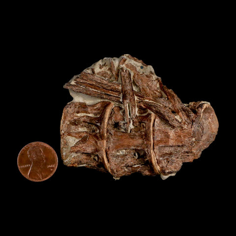 2.9" Ichthyodectes Fish Fossil Vertebrae Late Cretaceous Era Niobrara Formation Kansas - Fossil Age Minerals